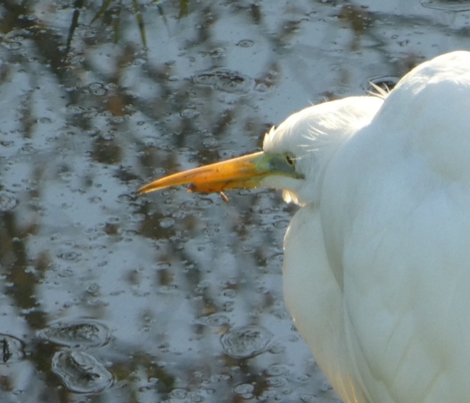 Airone bianco maggiore (Ardea alba)  con becco spezzato